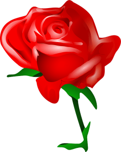 rose